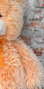 Miscellanea,Miscellaneous,Bear,Plush,Toy,Beautiful