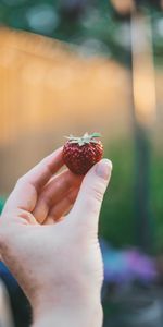 Miscellanea,Miscellaneous,Berry,Strawberry,Hand,Fruit