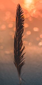 Miscellanea,Miscellaneous,Blur,Smooth,Boquet,Feather,Glare,Bokeh,Pen