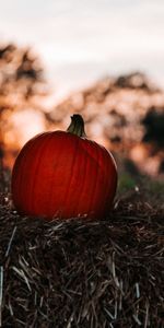 Miscellanea,Miscellaneous,Blur,Smooth,Hay,Autumn,Pumpkin