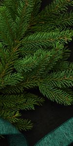 Miscellanea,Miscellaneous,Branch,Spruce,Fir,Needles