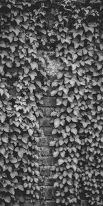 Miscellanea,Miscellaneous,Bw,Ivy,Plant,Wall,Chb,Brick