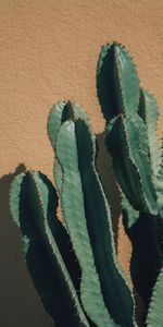 Miscellanea,Miscellaneous,Cactus,Thorns,Prickles,Plant,Wall