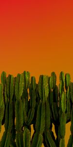 Miscellanea,Miscellaneous,Cactuses,Plants