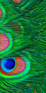 Miscellanea,Miscellaneous,Colourful,Feather,Colorful,Peacock