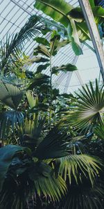 Miscellanea,Miscellaneous,Exotic,Exotics,Greenhouse,Garden,Plants