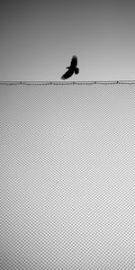 Miscellanea,Miscellaneous,Fence,Bird,Bw,Wings,Chb