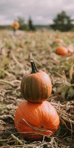 Miscellanea,Miscellaneous,Field,Ripe,Pumpkin,Harvest