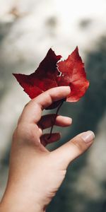 Miscellanea,Miscellaneous,Focus,Autumn,Hand,Leaves