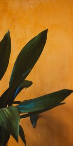 Miscellanea,Miscellaneous,Leaves,Plant,Wall