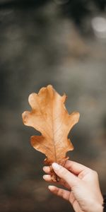 Feuille,Des Doigts,Doigts,Circulation Sanguine,Chêne,Veines,Main,Divers,Automne