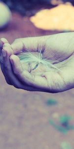 Miscellanea,Miscellaneous,Palm,Dandelion,Bracelets,Hand,Fuzz,Fluff