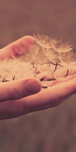 Miscellanea,Miscellaneous,Palm,Dandelion,Hands,Fuzz,Palms,Fluff