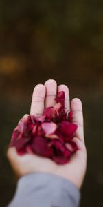 Miscellanea,Miscellaneous,Palm,Hand,Petals