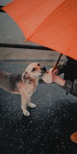 Miscellanea,Miscellaneous,Pet,Dog,Human,Person,Street,Umbrella