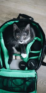 Animaux,Animal Domestique,Vue,Un Sac,Sac,Opinion,Divers,Technique,Chat