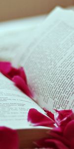 Divers,Pétales,Une Rose,En Train De Lire,Lecture,Rose,Livre