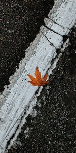 Miscellanea,Miscellaneous,Road,Markup,Asphalt,Sheet,Leaf,Maple