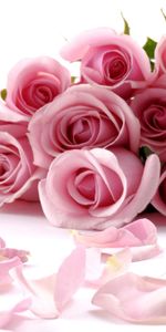 Miscellanea,Miscellaneous,Roses,Petals,Bouquet