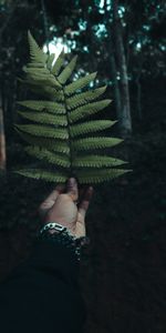 Miscellanea,Miscellaneous,Sheet,Leaf,Branch,Hand,Fern