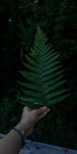 Miscellanea,Miscellaneous,Sheet,Leaf,Hand,Fern