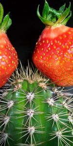 Divers,Fraise,Créatif,Cactus