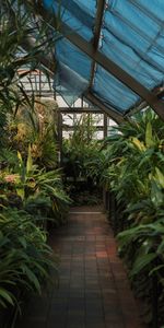 Miscellanea,Miscellaneous,Tropical,Exotic,Greenhouse,Plants