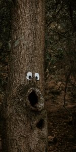 Bois,Arbre,Aboyer,Tronc,Divers,Yeux,Drôle,Écorce,Amusante,Humour