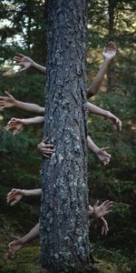 Miscellanea,Miscellaneous,Wood,Forest,Tree,Photoshop,Hands