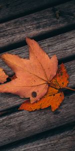 Miscellanea,Miscellaneous,Wood,Planks,Board,Leaves,Wooden,Maple,Autumn