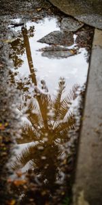 Miscelánea,Misceláneo,Madera,Palma,Árbol,Asfalto,Reflexión