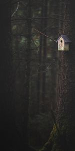 Bois,Arbre,Nichoir,Birdhouse,Forêt,Nature,Divers