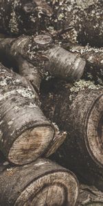 Miscellanea,Miscellaneous,Wood,Tree,Firewood,Bark