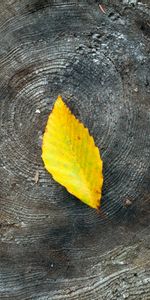 Miscellanea,Miscellaneous,Wood,Tree,Stump,Leaflet