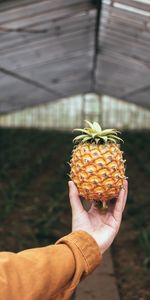 Miscellanea,Pineapple,Hand,Miscellaneous,Fruit,Focus