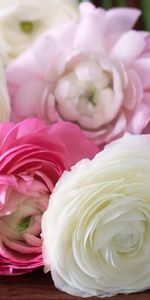 Miscellanea,Ranunculus,Buttercups,Pink,Petals,Buds,Flowers,Miscellaneous