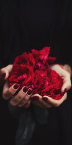 Miscellanea,Rose,Manicure,Miscellaneous,Rose Flower,Petals,Hands