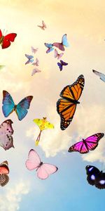 Miscellanea,Sky,Photoshop,Collage,Miscellaneous,Butterflies