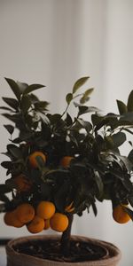 Miscellanea,Tree,Mandarin,Tangerine,Wood,Citrus,Leaves,Miscellaneous