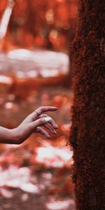 Miscellanea,Tree,Moss,Touching,Touch,Hand,Wood,Miscellaneous