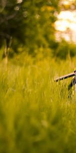 Miscellanea,Tripod,Grass,Miscellaneous,Camera