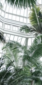 Miscellanea,Tropical,Greenhouse,Palms,Miscellaneous,Plants