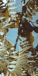 Miscellaneous,Branches,Double Exposure,Leaves,Miscellanea,Illusion