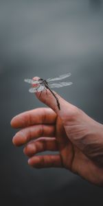 Miscellaneous,Insect,Dragonfly,Hand,Miscellanea,Fingers