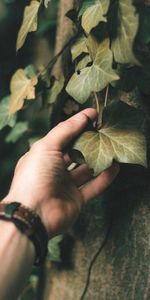 Planter,Lierre,Divers,Feuille,Plante,Main