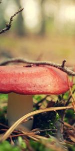 Miscellaneous,Mushroom,Grass,Miscellanea,Forest