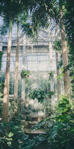 Miscellaneous,Palms,Miscellanea,Greenhouse,Plants