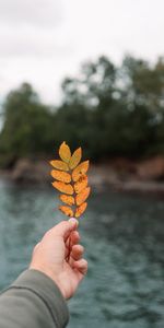 Miscellaneous,Sheet,Leaf,Focus,Autumn,Hand,Miscellanea