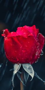 Moisture,Drops,Macro,Rose,Rose Flower,Rain