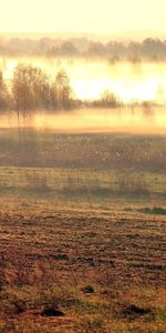 Matin,Éveil,Brouillard,Domaine,Réveil,Nature,Champ